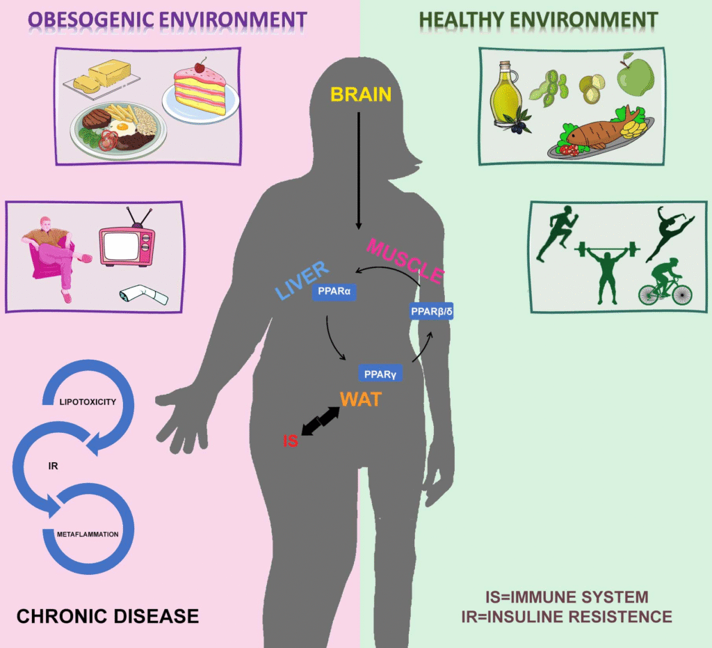 Lifestyle and Food H